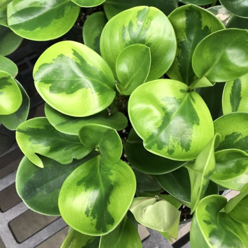 peperomia