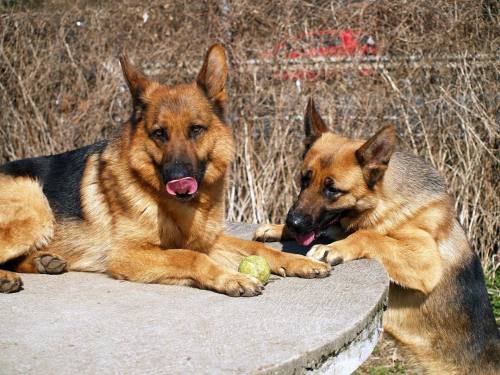 spilltojill-pets-dogs-cats:  by xgsdforlifex http://ift.tt/1lkH9OV 