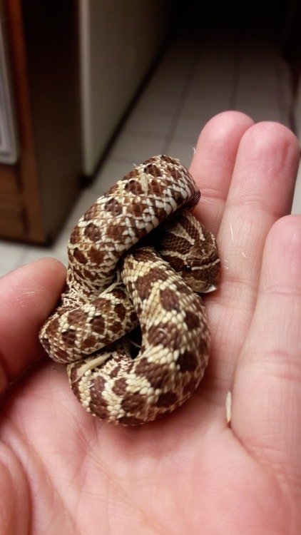 pimentothesnake:Shy pretzel