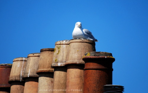 Herring gulls (Larus argentatus) of St Andrews and Ayr, Scotland