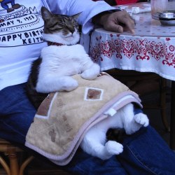 founglavia:  Bu kedi kesin Türk 