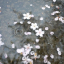 lilypod18