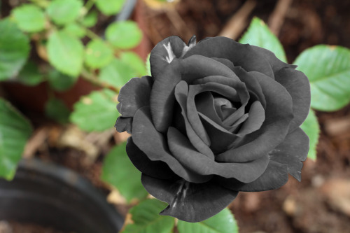 Type Of Flower (HC)