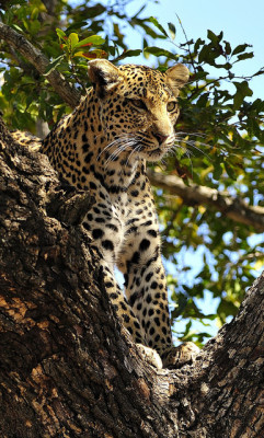 phototoartguy:  Leopard by Rob Keulemans on Flickr.