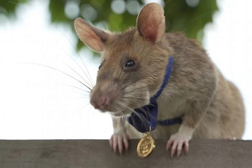Magawa, a mine detecting rat who recently was awarded the PDSA Gold Medal for Gallantry.