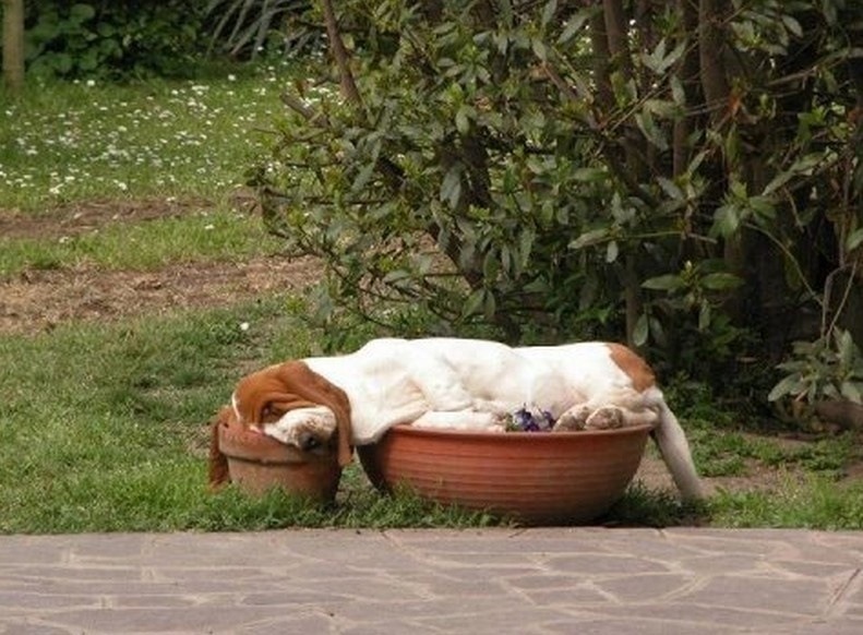 awwww-cute:   Should I water him? 