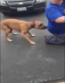 sizvideos:  Man finds his stolen dog after two years (full video) 
