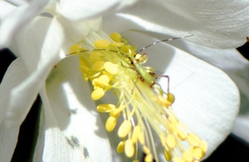 embracingtheview: Bug with huge antennae on unidentified flower. Our gardens, River Forest, Ill