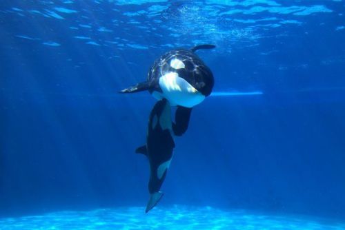 Gender: FemalePod: N/APlace of Capture: Born at Kamogawa Sea World, JapanDate at Capture: Born July 