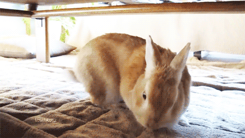 Flopping Buns