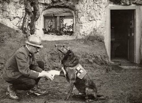 warhistoryonline:A WWI allied soldier bandages the paw of a Red Cross working dog in Flanders, Belgi