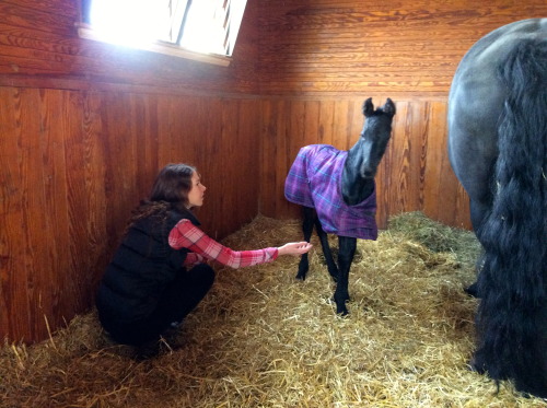 daretodreamabouthorses:Talis of Runnymede…at 3 days oldProbably the cutest thing ever