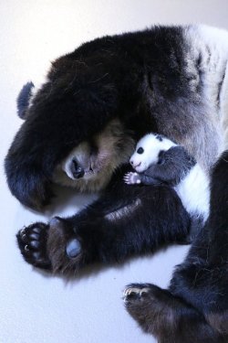 soinlovewithpandas:  Er Shun and her twin cubs at the Toronto Zoo in Canada on November 27, 2015.© The Toronto Zoo