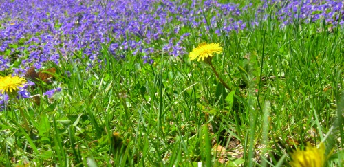 Nature gives you beauty. Really doesn&rsquo;t care if you don&rsquo;t want it.Lawns in May.