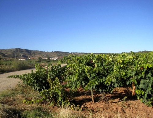 Viñedos y uvas, La Rioja Alta, 2011.