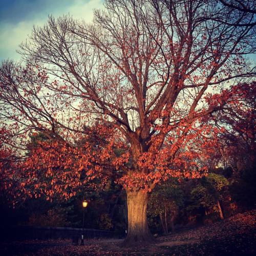 Portrait of a favorite tree. #fttryon #washingtonheights #inwood #travel #manhattan #uptown #uws #au