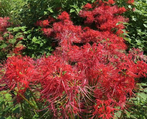 A bunch of red spider lilies on the road just outside of my house. They always seem to pop up overni