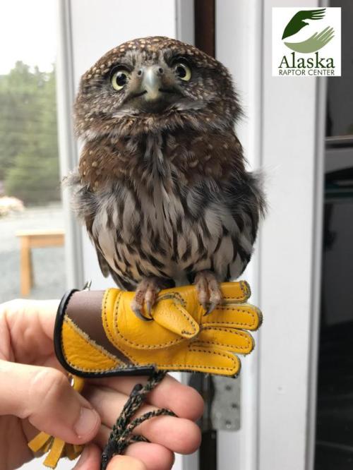 swarmkeepers:great-and-small:awwww-cute:Petey, a pygmy owl, finally found his perfect glove! The glo