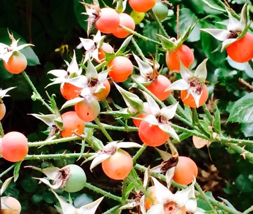 Rose Hips, Baltimore, 2014.