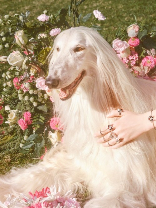 midnight-charm:Gucci celebrates the year of the dogPhotography by Petra CollinsArt Director: Christo