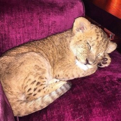 https://69.media.tumblr.com/f64f99c63ed51b13cce6b200f8a797a8/tumblr_os7kxseDDe1tpfhc5o1_500.jpg