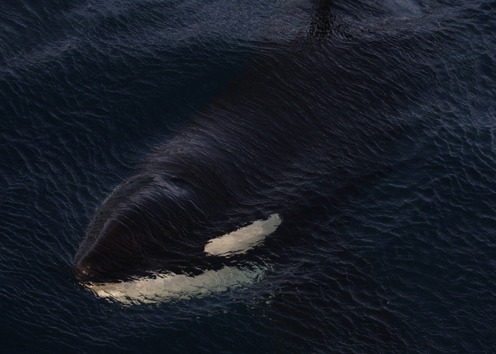 scottish-orca:  Surface shots9th October 2008