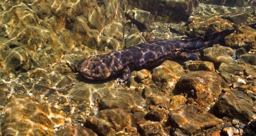 mirkokosmos:Japanese Giant Salamander [Andrias Japonicus] Ōsanshōuo [Giant Pepper Fish] The Japanese