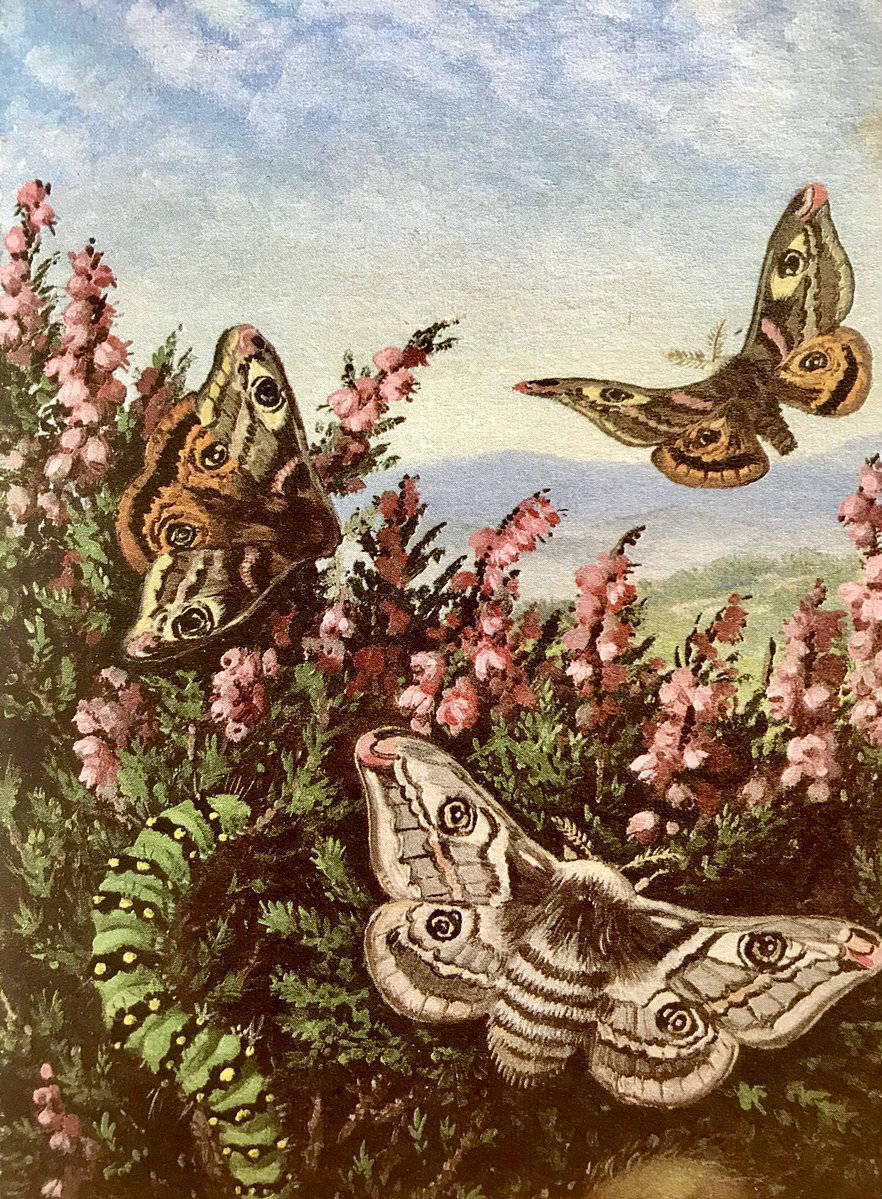 pagewoman: Hedge Brown, Meadow Brown and Ringlet Butterflies and Emperor Moth ❀