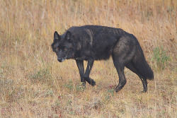 wolveswolves:  By paddler60 