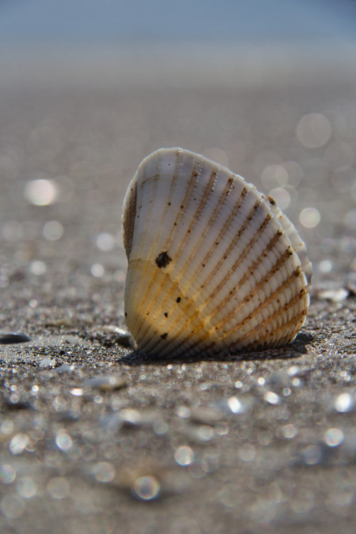 on the beach