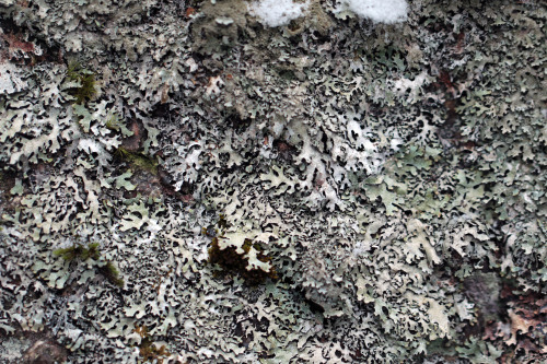 Lichens growing on a  rock.Lavar på en sten.