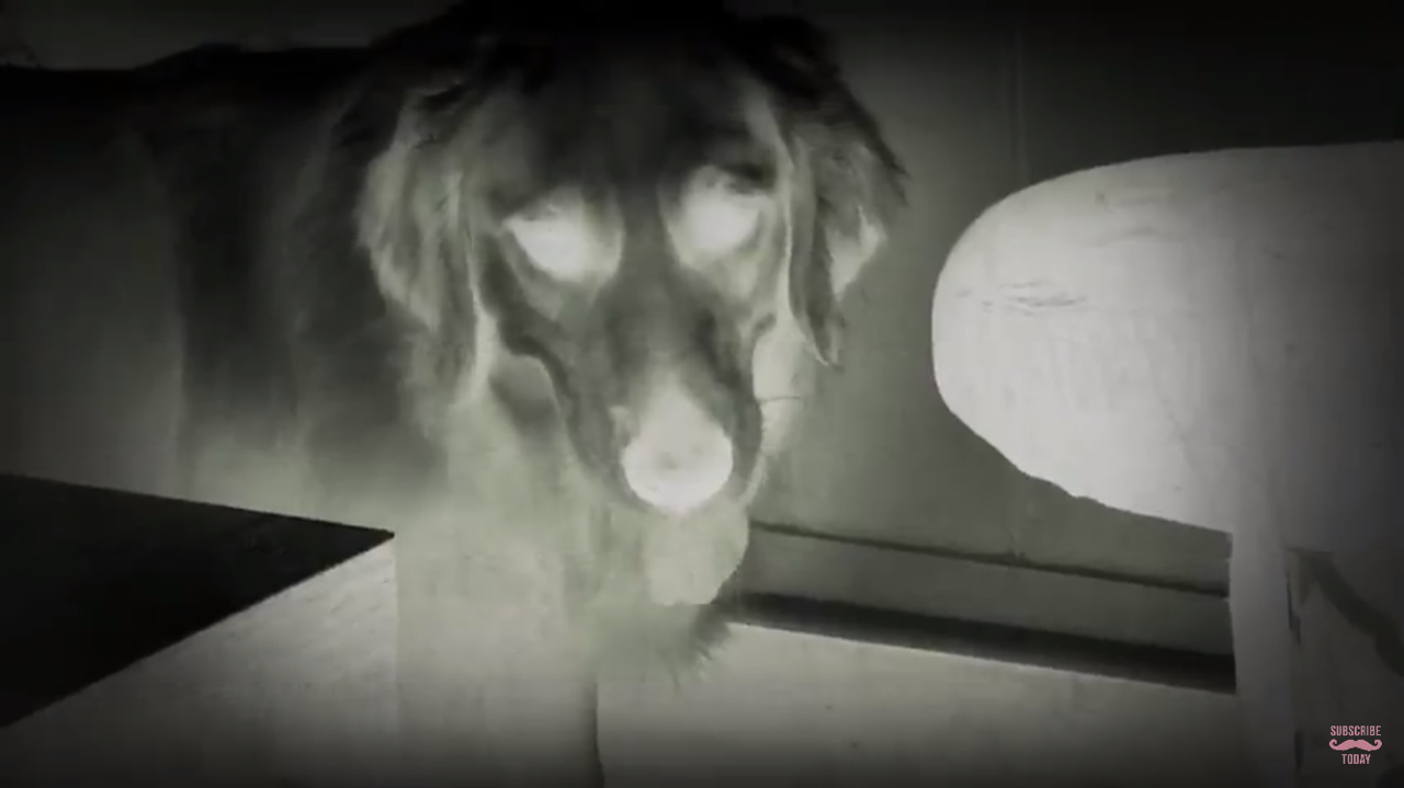 versaillesingray:  you have been visited by the spooky snooter. reblog now and say