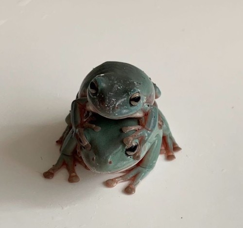 Frogcore