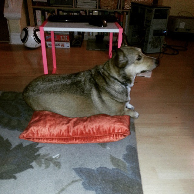 calvinthecorgi:  There is a pillow?   I  must lie on it!