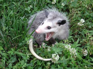 yungterra:  yungterra:  look at this fucking opossum    