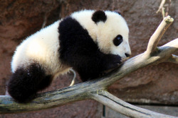 giantpandaphotos:  Xiao Liwu at the San Diego