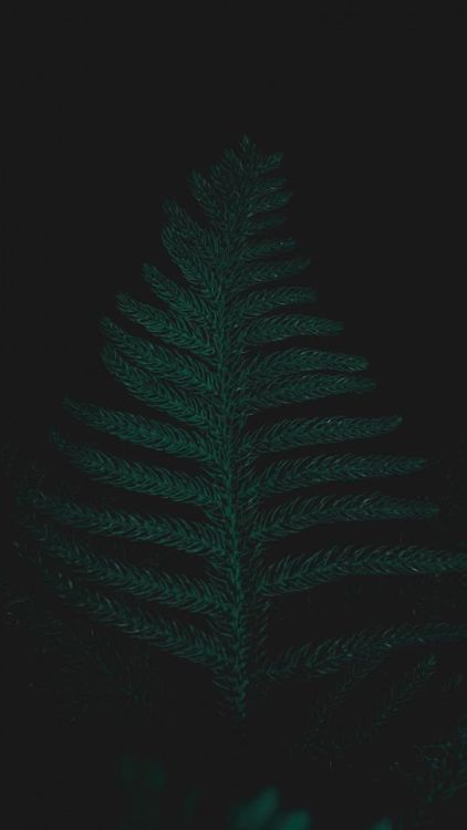 Ostrich fern, leaf, plant, close up, 720x1280 wallpaper @wallpapersmug : ift.tt/2FI4itB - ht