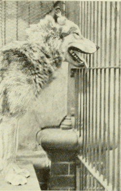 elegantwolves:   	Image from page 130 of “The book of the animal kingdom” (1910) by Internet Archive Book Images    	