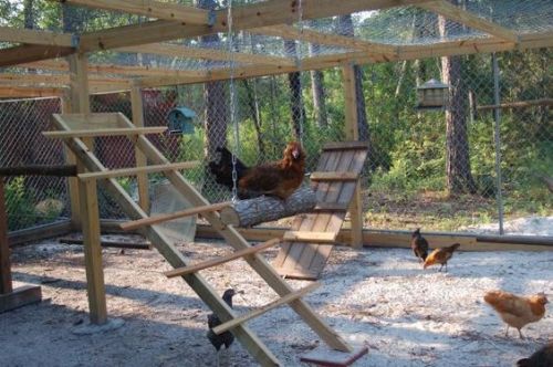 amazingpetenclosures: Some great ideas to keep your feathered friends happy :) Please someone rich c