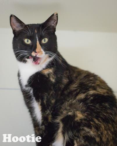 goofysheltercats: [image description: A beautiful calico cat with a snowshoe pattern with green eyes
