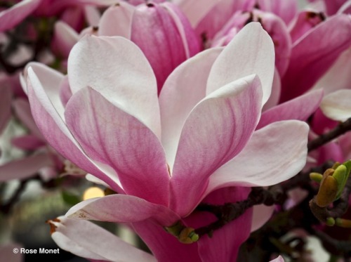 rosemonetphotos: Magnolia liliflora    04&gt;2017Magnolia fleur de lysMulan magnolia, 