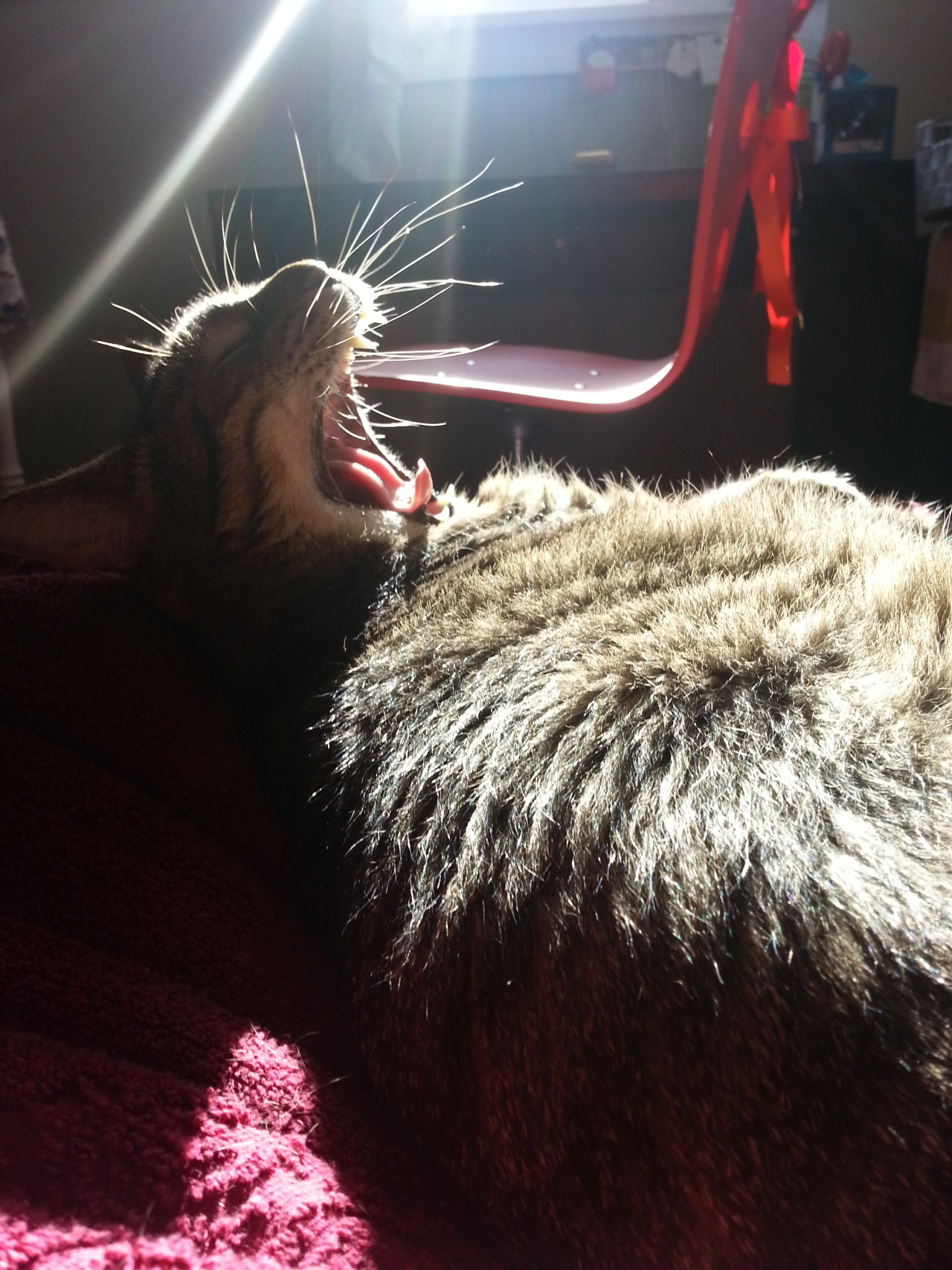 CATastrophic MEOWmries