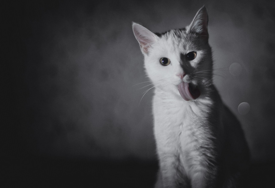  White Cat by SergejLitvinov Cat Cat 