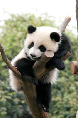 llbwwb:  Day dreamer by Wisc