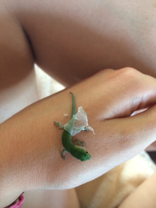 mysoulonfleek:This little lizard jumped on me and started rubbing on my fingers.After some time I re