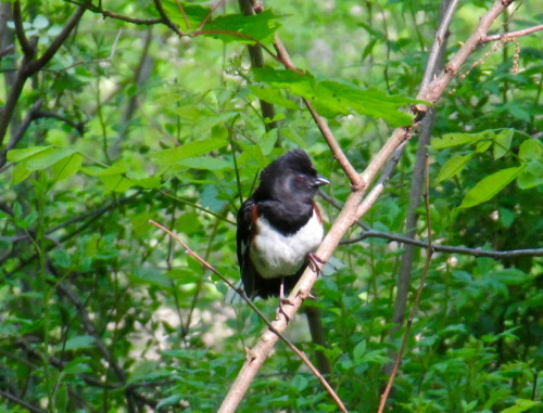 I had my eyes on the creatures in the woods this morning, but they also had their eyes on me.Eastern