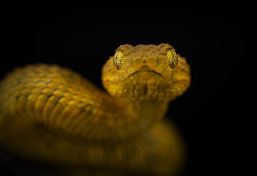 Black and brown snake with yellow stripe