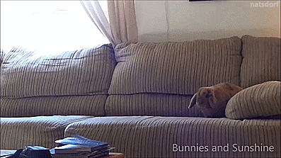 thenatsdorf:  Crash test bunny. [full video]