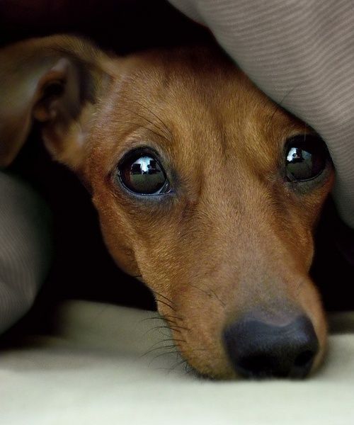 1lifeinspired - oldfarmhouse - For the love of Doxie’sVia...