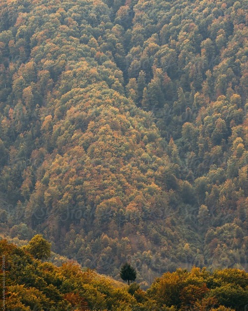 Lone pine tree #photography #nature #art #landscape #landscapephotography #naturephotography #fantas